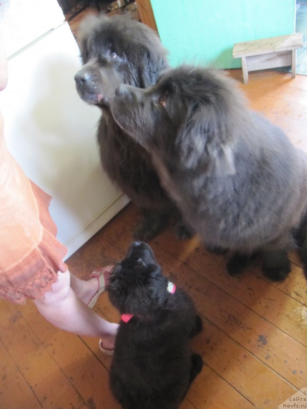 Фотография № 237197