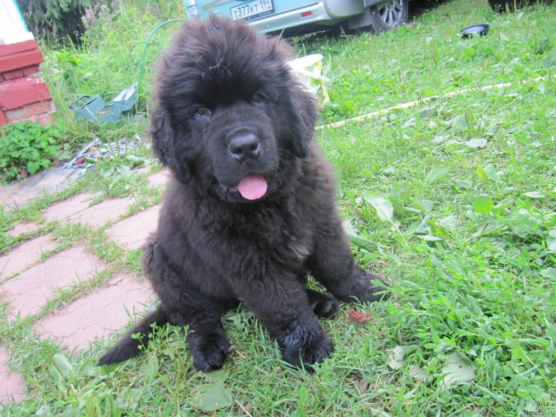 Фотография № 237198