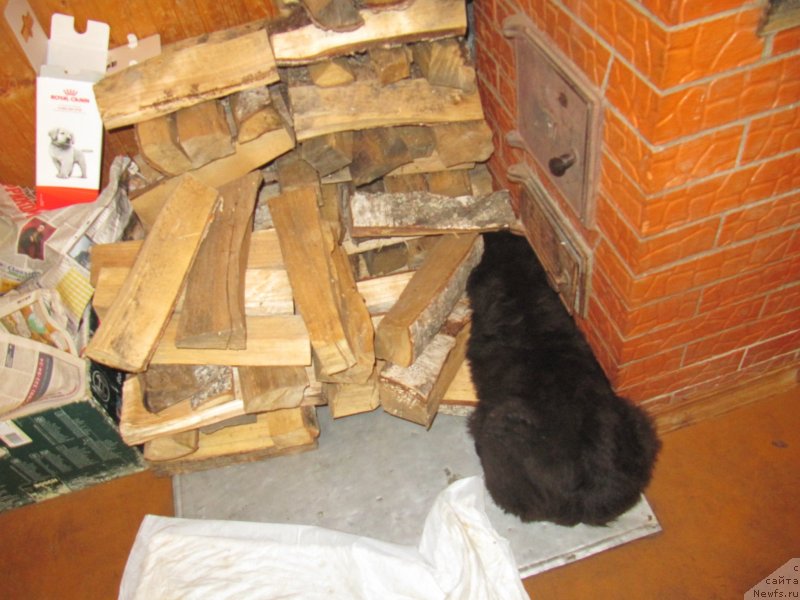 Фотография № 237199