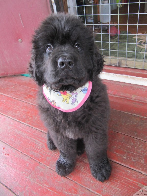 Фото: ньюфаундленд Риччи с Берега Дона (Richchi s Berega Dona)