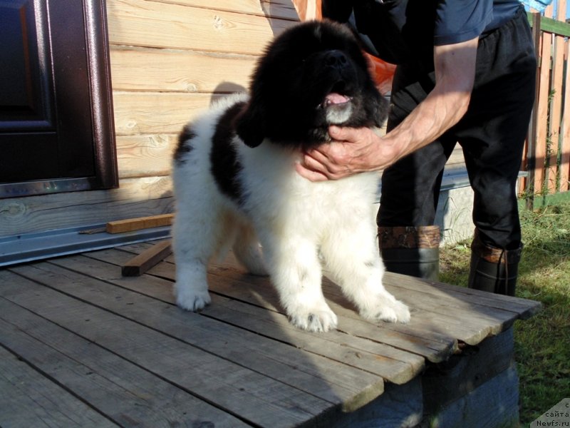 Фото: ньюфаундленд Дункан от Карельских Медведей