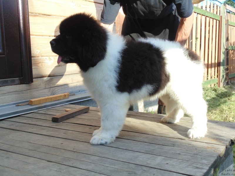 Фото: ньюфаундленд Дункан от Карельских Медведей