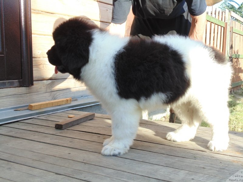 Фото: ньюфаундленд Дункан от Карельских Медведей