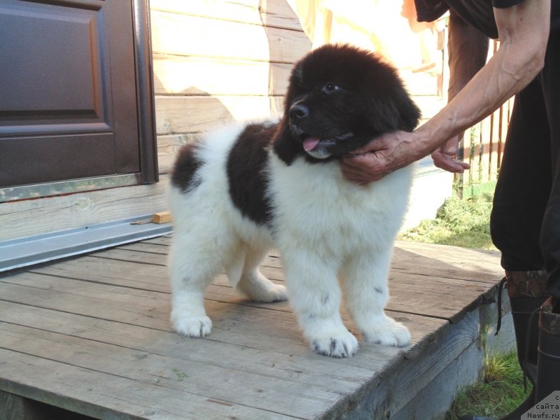 Фото: ньюфаундленд Дункан от Карельских Медведей