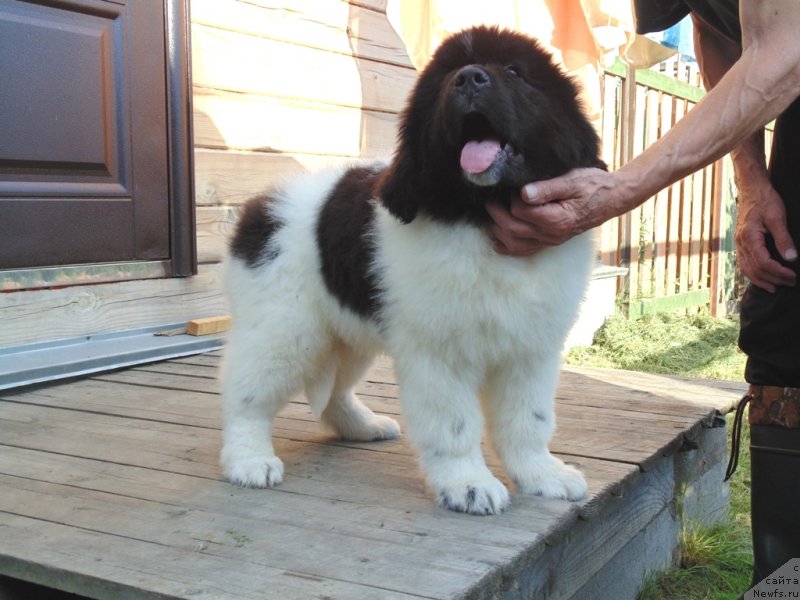 Фото: ньюфаундленд Дункан от Карельских Медведей