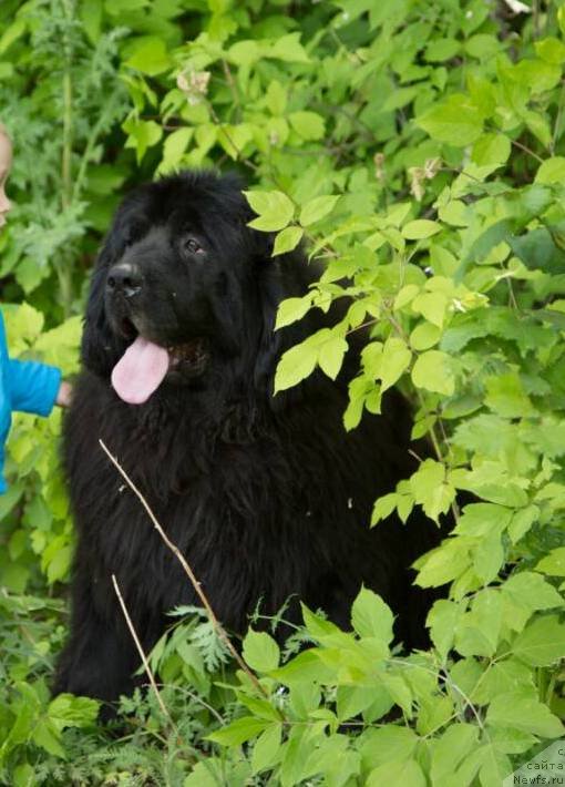 Фотография № 237210