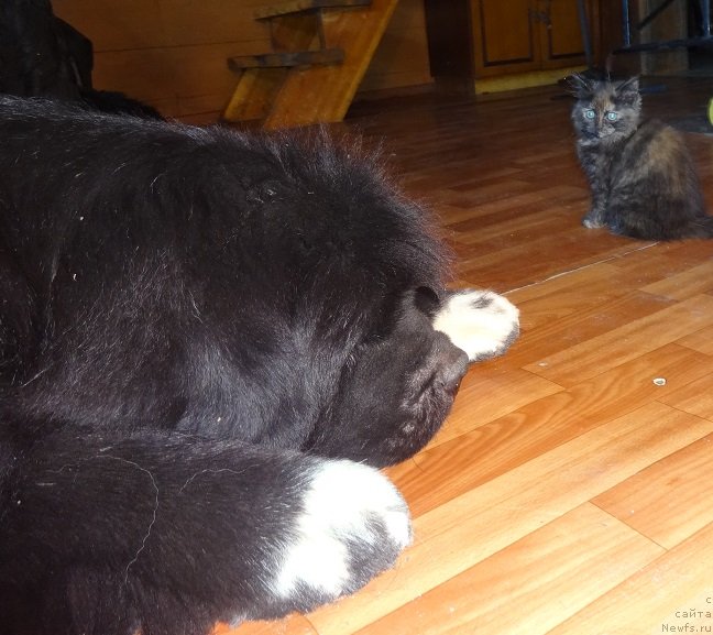 Фото: ньюфаундленд Promise To Love Midnight Bear