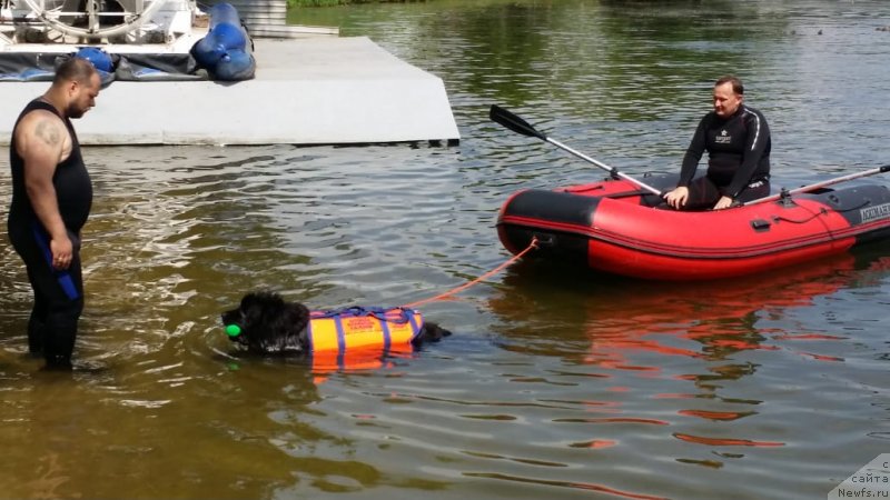 Фото: Александр, Леонид, ньюфаундленд Ньюфорт Аманда Блум (Njufort Amanda Blum)