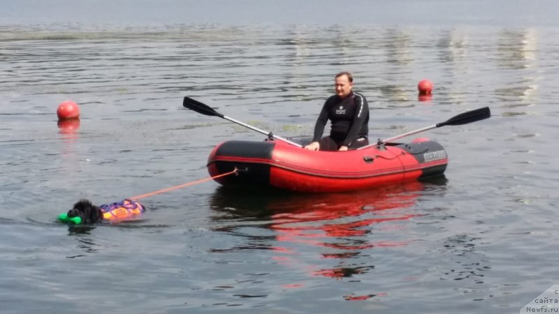Фото: Леонид, ньюфаундленд Ньюфорт Аманда Блум (Njufort Amanda Blum)