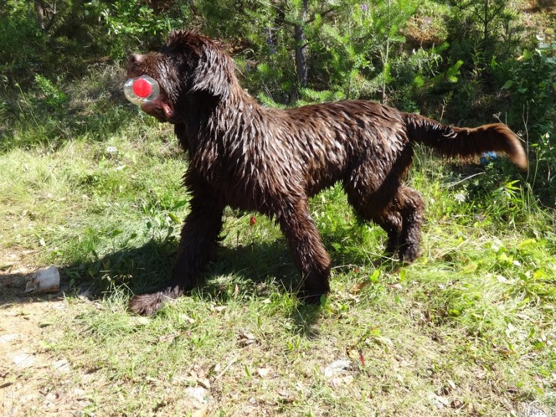 Фото: ньюфаундленд Ньюфорт Макс Фактор