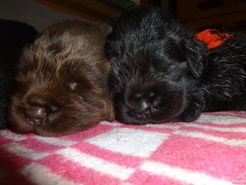 Фото: ньюфаундленд Ньюфорт Уитни Традиция Легенды