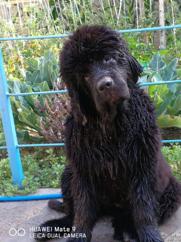 Фото: ньюфаундленд Супер Премиум Янже