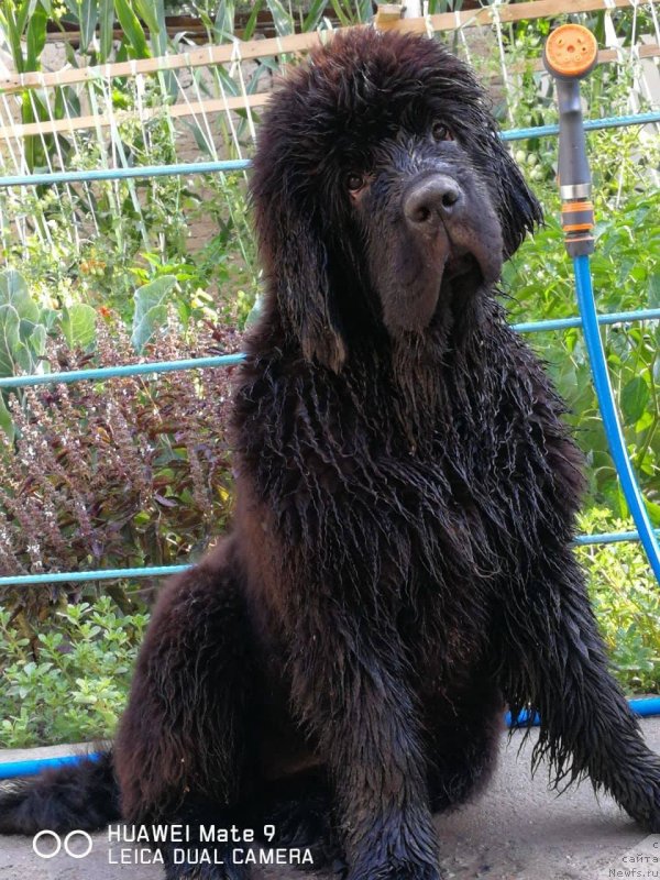 Фото: ньюфаундленд Супер Премиум Янже