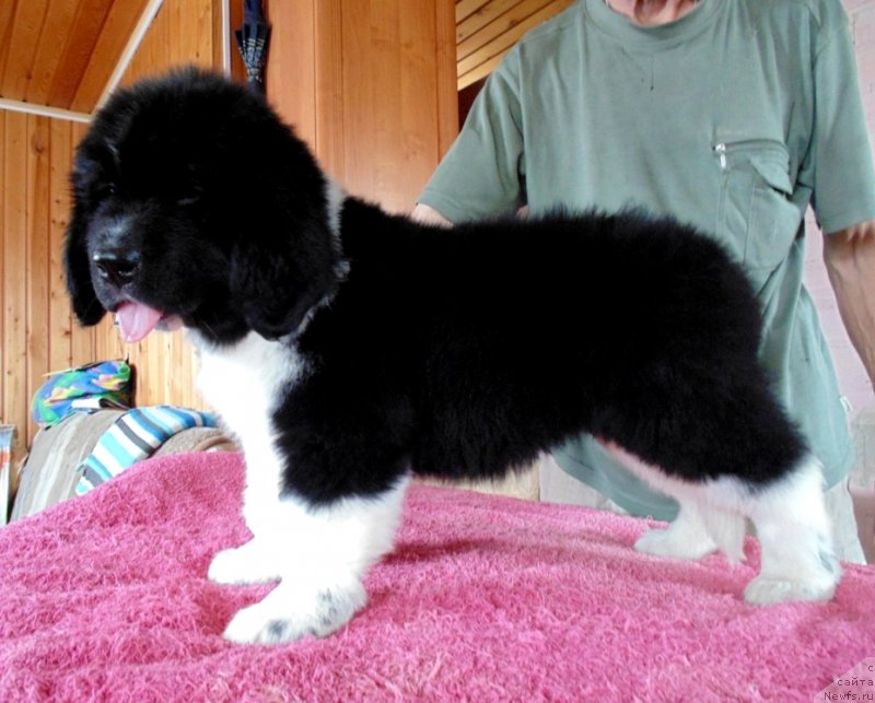 Фото: ньюфаундленд Еловая Лапа от Карельских Медведей