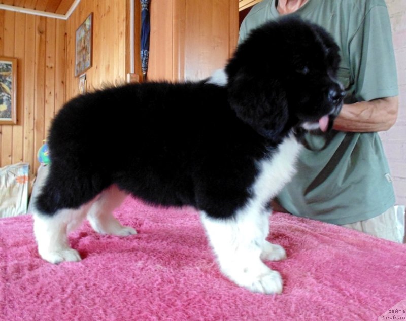 Фото: ньюфаундленд Еловая Лапа от Карельских Медведей