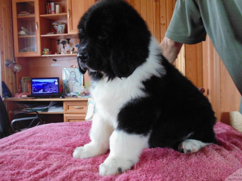 Фото: ньюфаундленд Еловая Лапа от Карельских Медведей