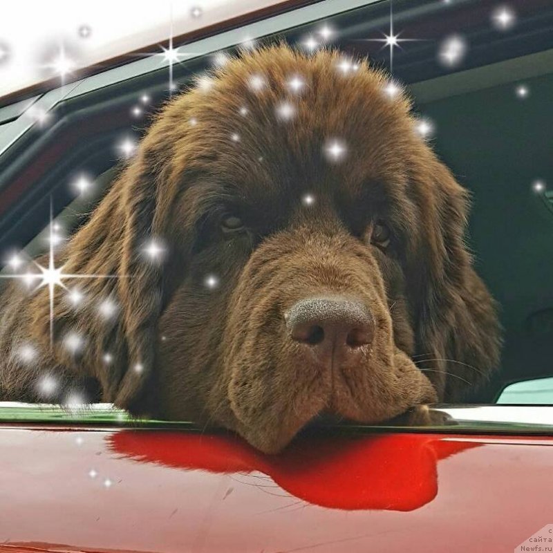 Фото: ньюфаундленд Браунблад МСК Альпина Гуардиан Соул (Brownblood MSK Alpina Guardian Soul)