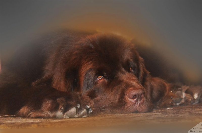 Фото: ньюфаундленд Браунблад МСК Альпина Гуардиан Соул (Brownblood MSK Alpina Guardian Soul)