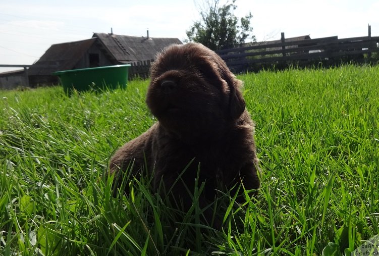 Фото: ньюфаундленд Фанньюф Авалон (Funnewf Avalon)