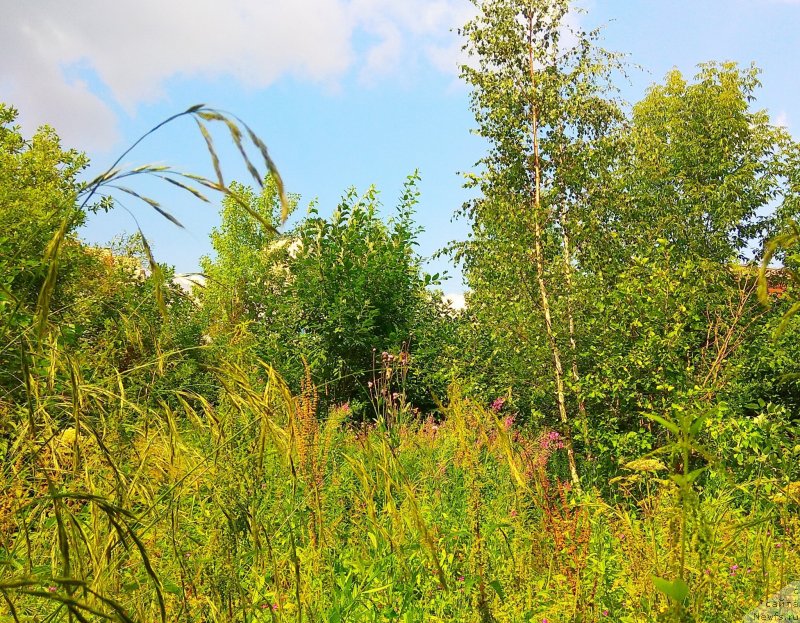 Фотография № 237264