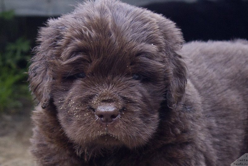 Фото: ньюфаундленд Браунблад МСК Лавли Фаворит