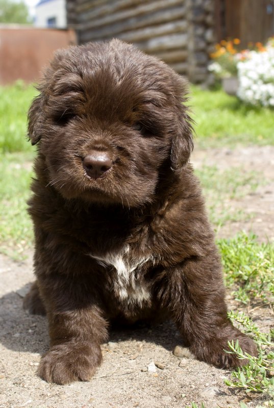 Фотография № 237267