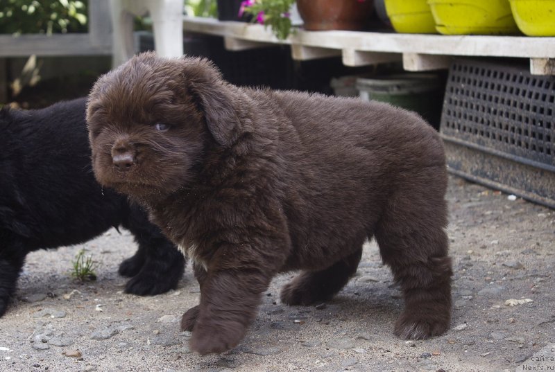 Фото: ньюфаундленд Браунблад МСК Лавли Фаворит