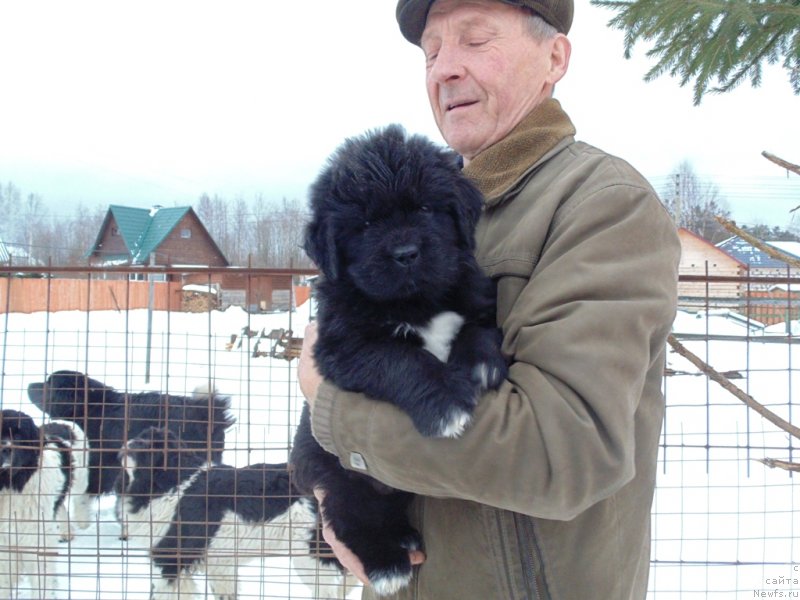 Фото: ньюфаундленд Гималай от Карельских Медведей (Himalayas ot Karelskikh Medvedey)