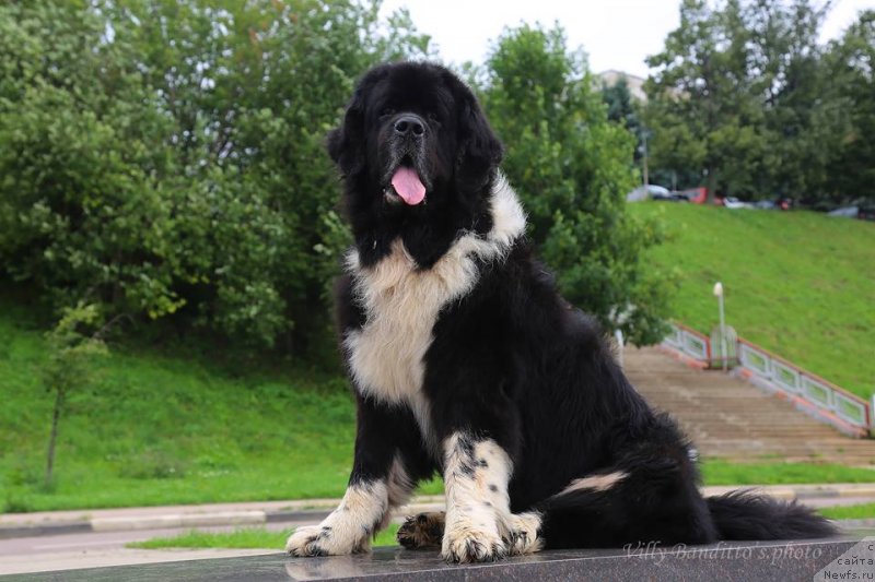 Фото: ньюфаундленд Старбимовлав Гардемарин