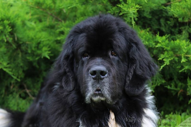 Фотография № 237283