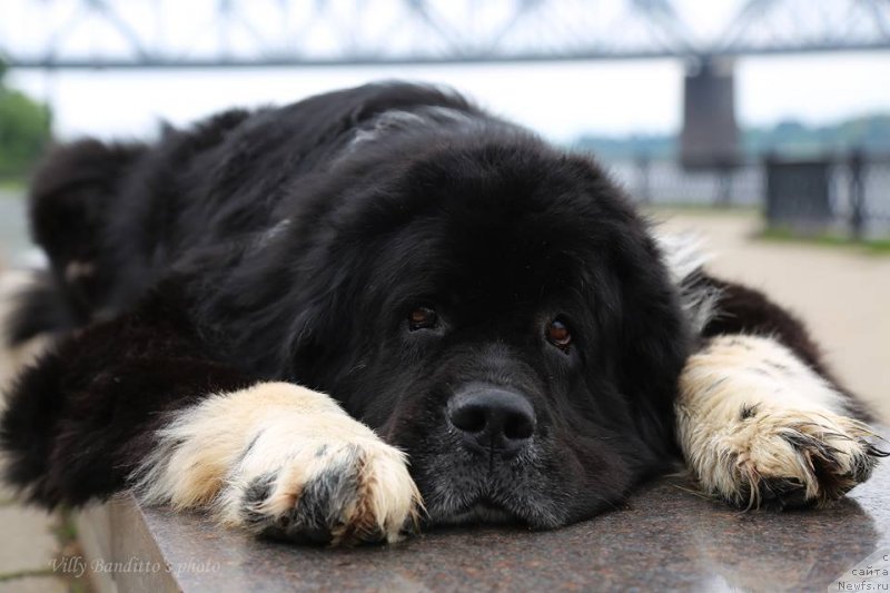 Фото: ньюфаундленд Старбимовлав Гардемарин