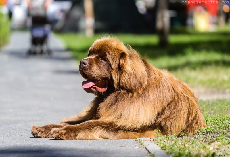 Фото: ньюфаундленд Браунблад МСК Хаким Голд Хайдар (Brownblood MSK Hakim Gold Haydar)