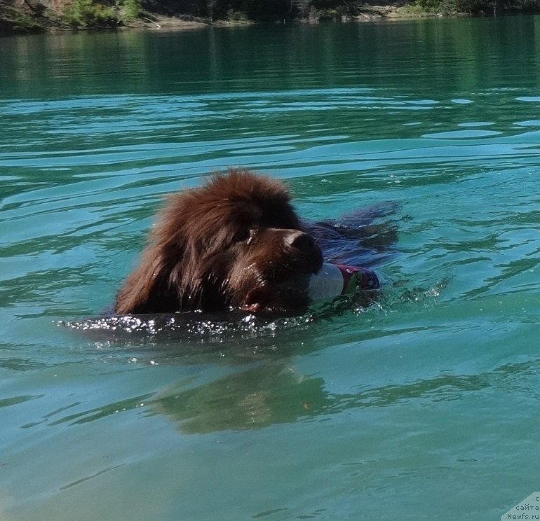 Фото: ньюфаундленд Ньюфорт Ворожея