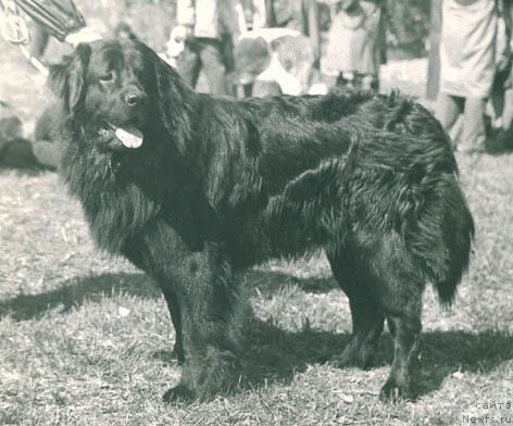 Фото: ньюфаундленд Ева Асми