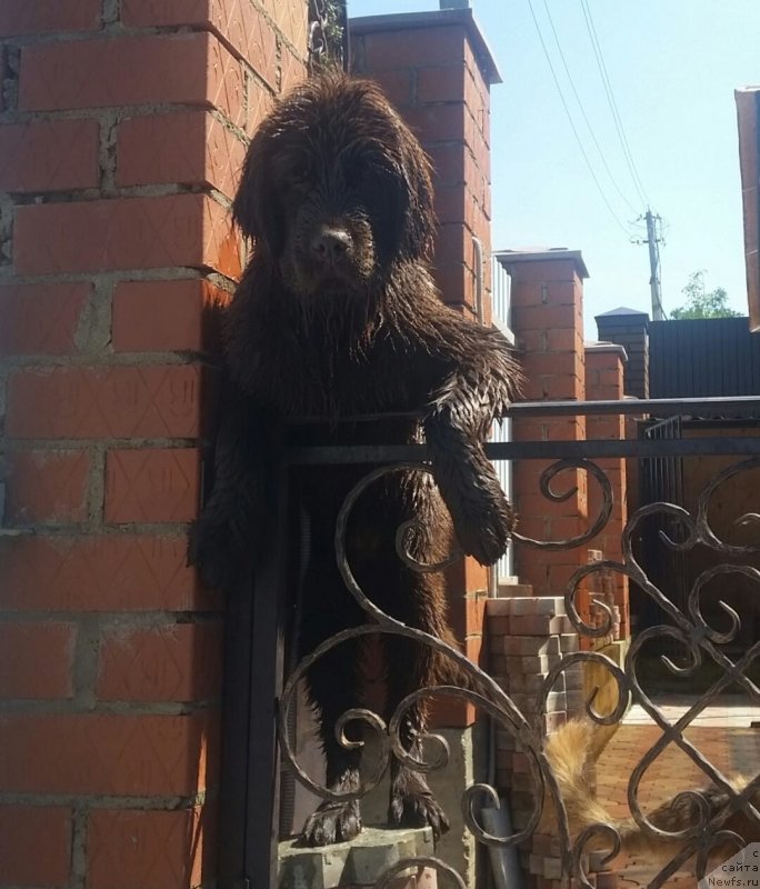 Фото: ньюфаундленд Ньюфорт Мон Сен Мишель