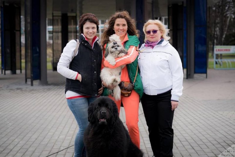 Фото: ньюфаундленд Их Высочество Виола Жанмоника (Ih Visochestvo Viola Zhanmonika)