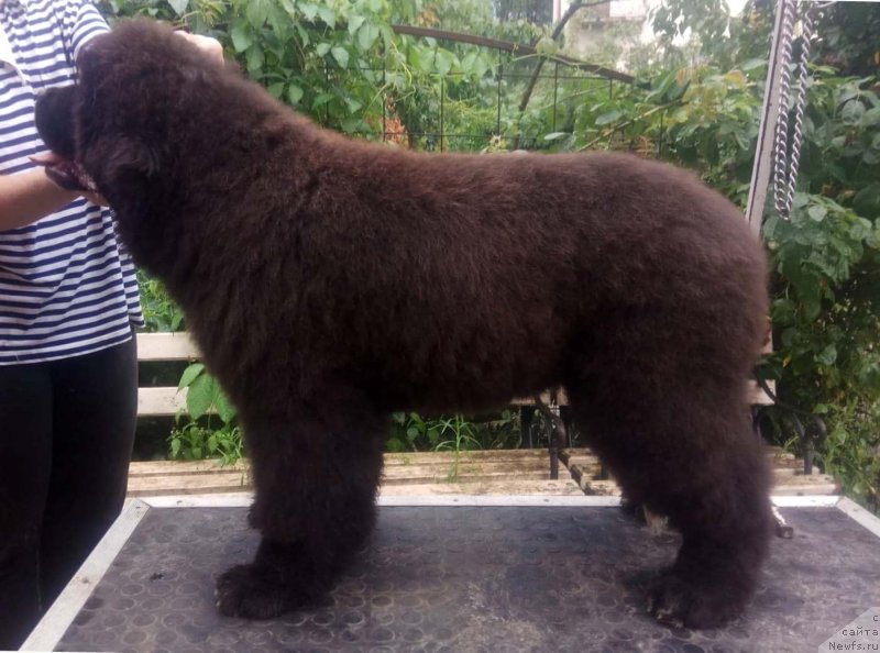 Фото: Щенки д.р.24.02.2018 от, ньюфаундленд Feel On Top of The World Midnight Bear, ньюфаундленд Newflame of Love Midnight Bear