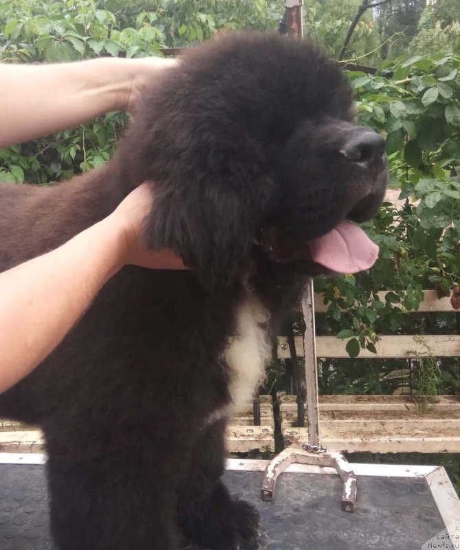 Фото: Щенки д.р.24.02.2018 от, ньюфаундленд Feel On Top of The World Midnight Bear, ньюфаундленд Newflame of Love Midnight Bear