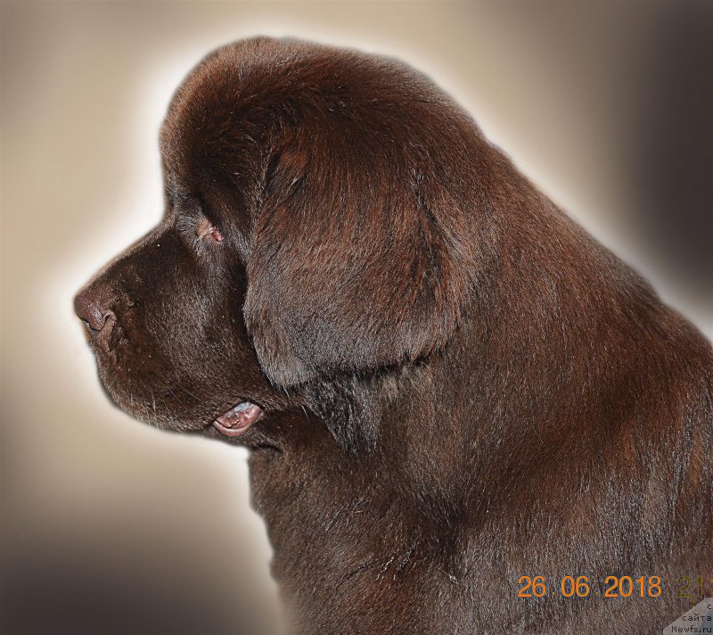 Фото: ньюфаундленд Браунблад МСК Альпина Гуардиан Соул (Brownblood MSK Alpina Guardian Soul)