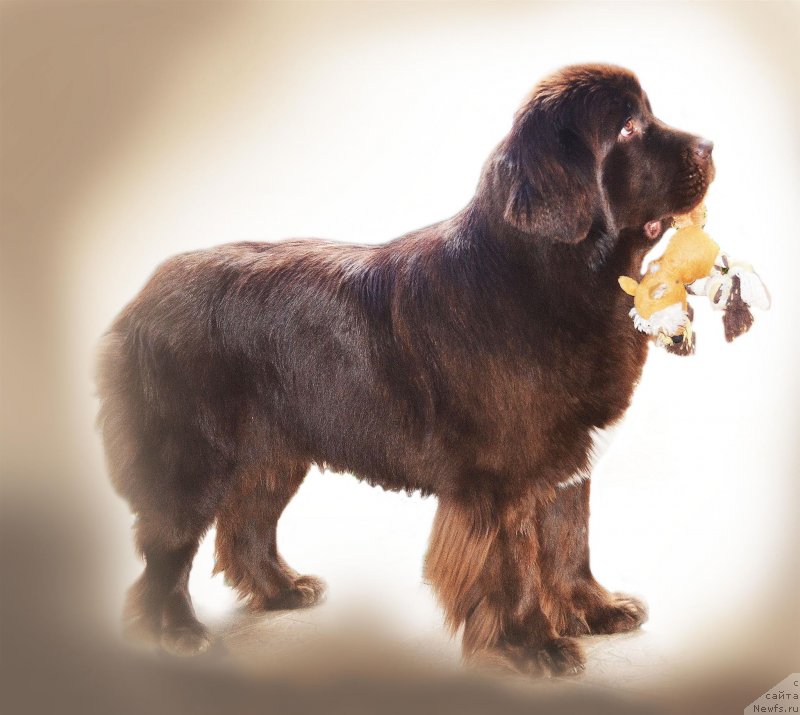 Фотография № 237316