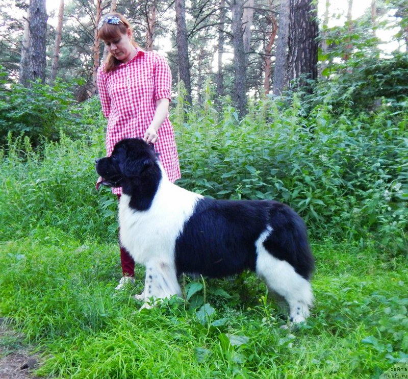 Фото: ньюфаундленд Гордон Инг'л Перикльз фром Рашн Беар