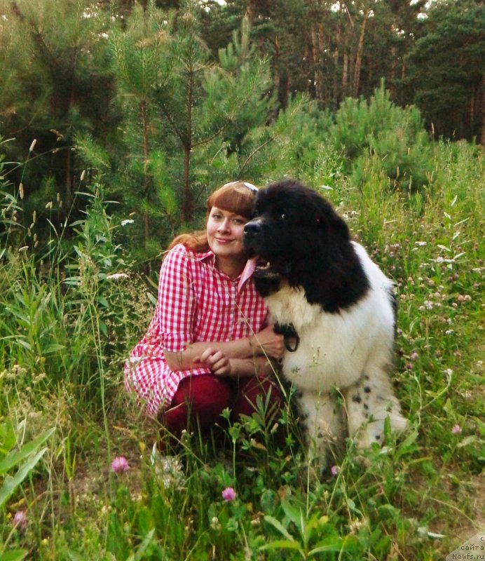 Фото: ньюфаундленд Гордон Инг'л Перикльз фром Рашн Беар