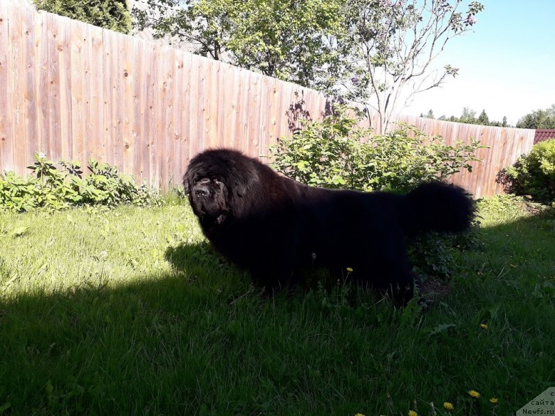 Фото: ньюфаундленд Пчёлкин Дом Вениамин (Pchiolkin Dom Veniamin)