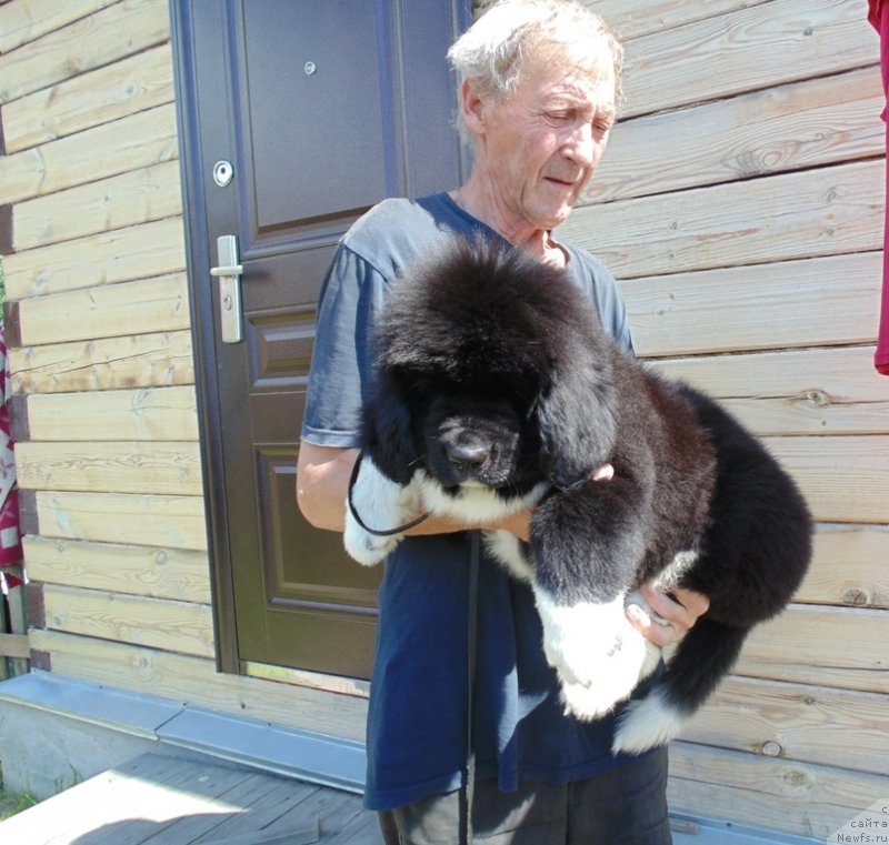 Фото: ньюфаундленд Ежевика от Карельских Медведей