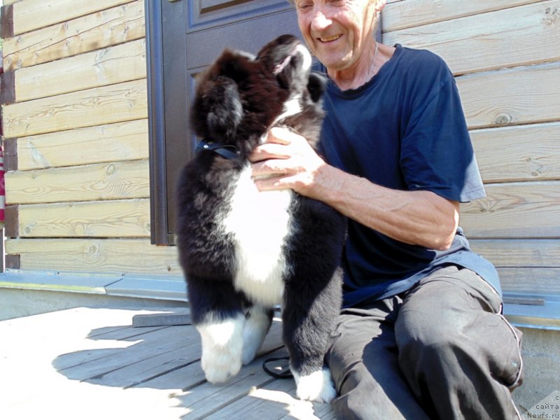 Фото: ньюфаундленд Ежевика от Карельских Медведей