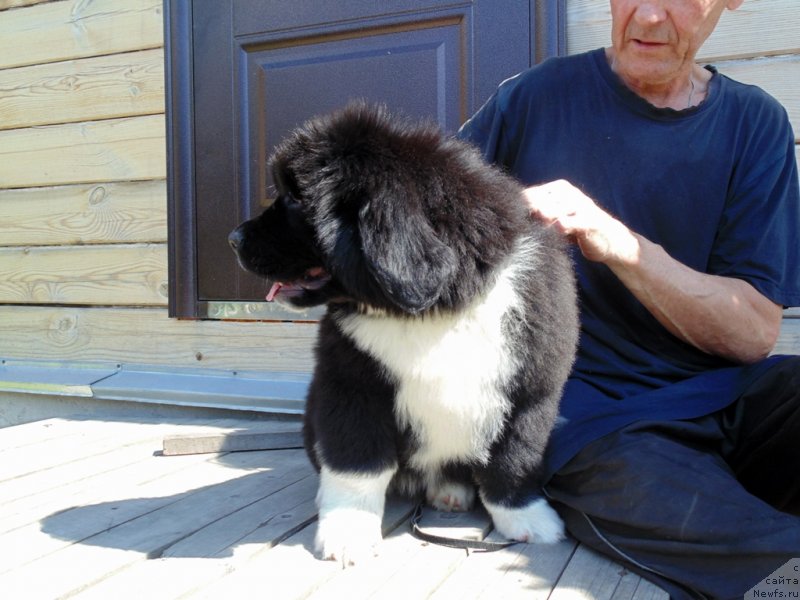 Фото: ньюфаундленд Ежевика от Карельских Медведей