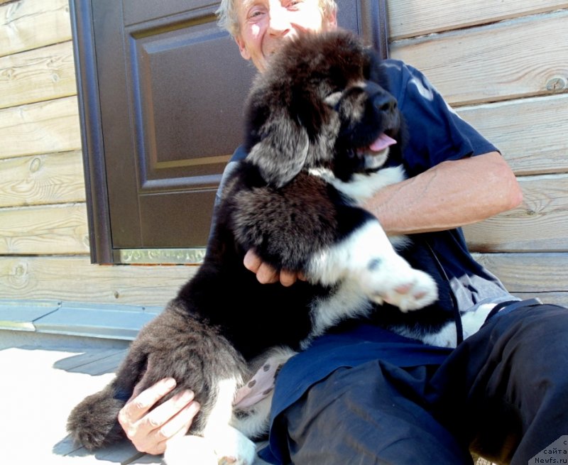 Фото: ньюфаундленд Ежевика от Карельских Медведей