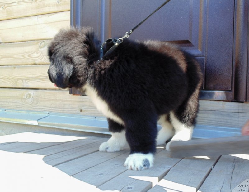 Фото: ньюфаундленд Ежевика от Карельских Медведей