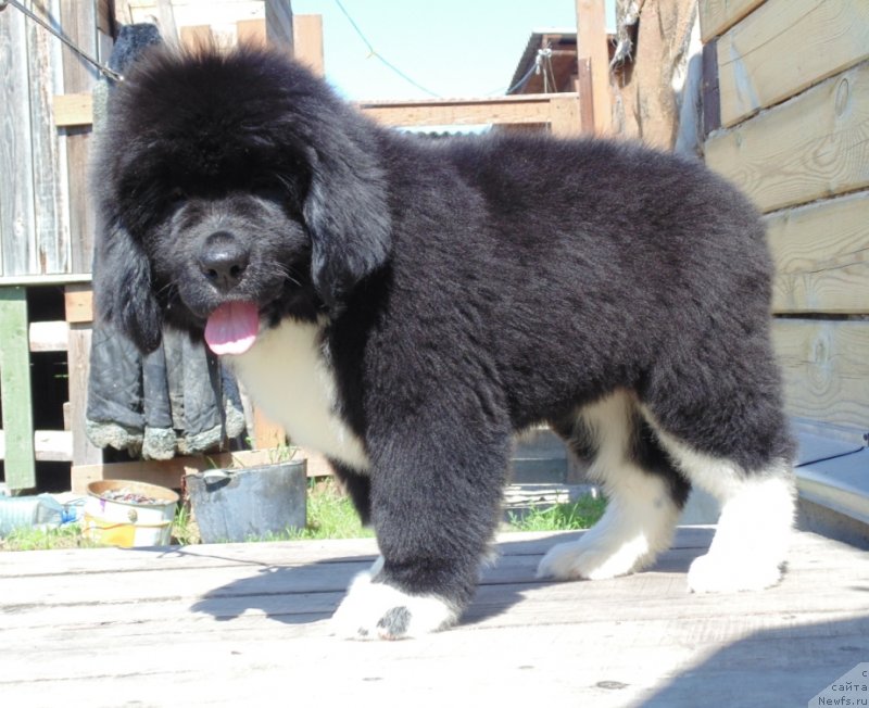 Фото: ньюфаундленд Ежевика от Карельских Медведей