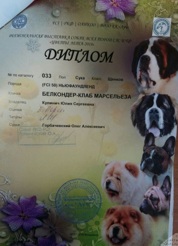 Фото: ньюфаундленд Белкондер-Клаб Марсельеза